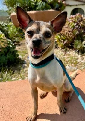 Evie, adopted, Adult Female Chihuahua.