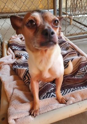 Evie, an adopted mixed breed in Santa Paula, CA image 4/6