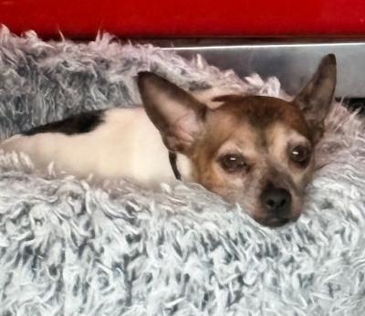 Evie, an adopted mixed breed in Santa Paula, CA image 2/6