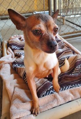 Evie, an adopted mixed breed in Santa Paula, CA image 6/6