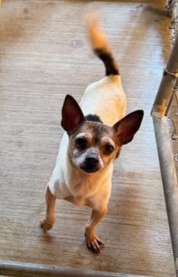 Evie, an adopted mixed breed in Santa Paula, CA image 5/6