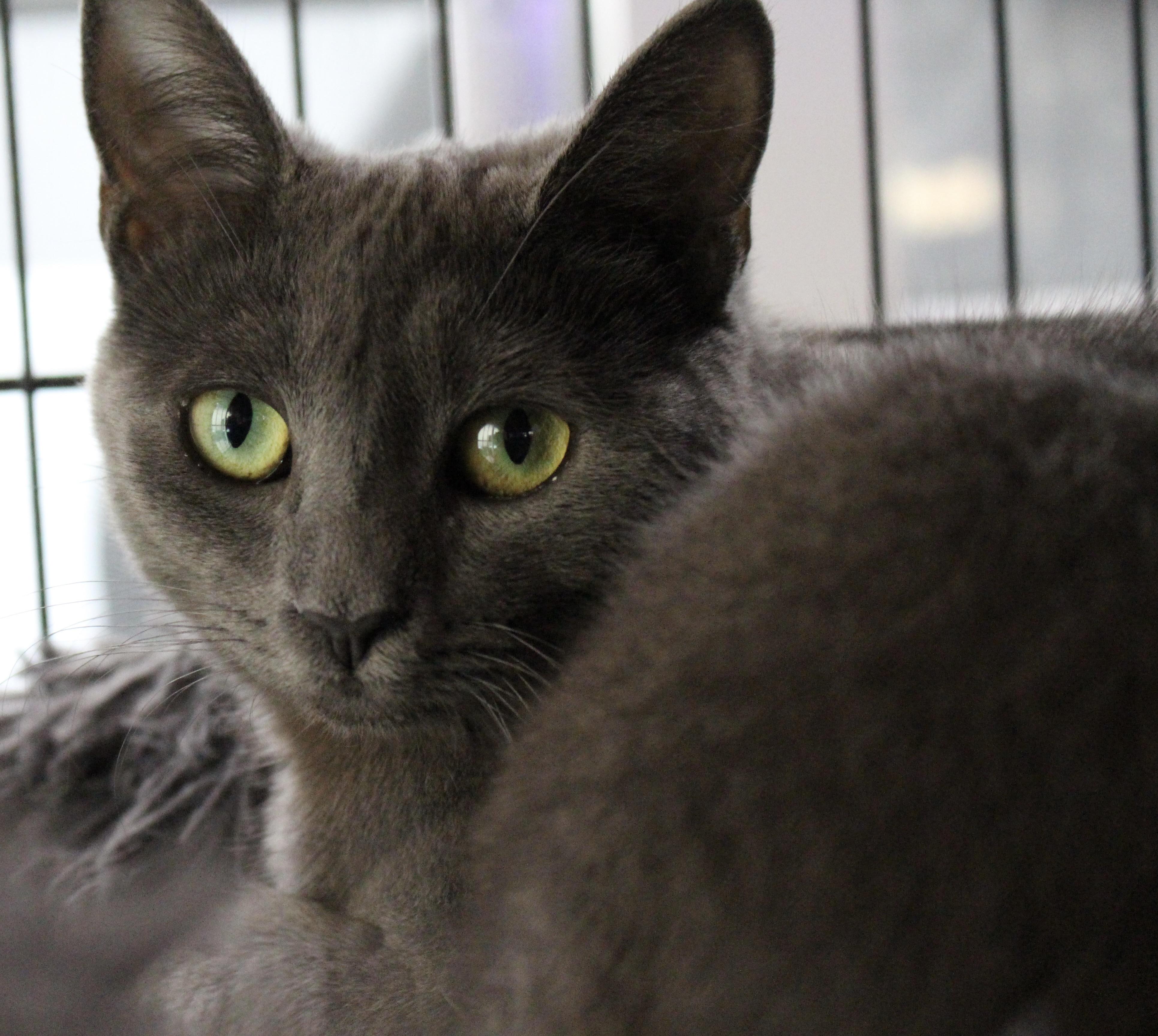 Enlarge 0408-2507, a Adoptable mixed breed in Turlock, CA image 1/1