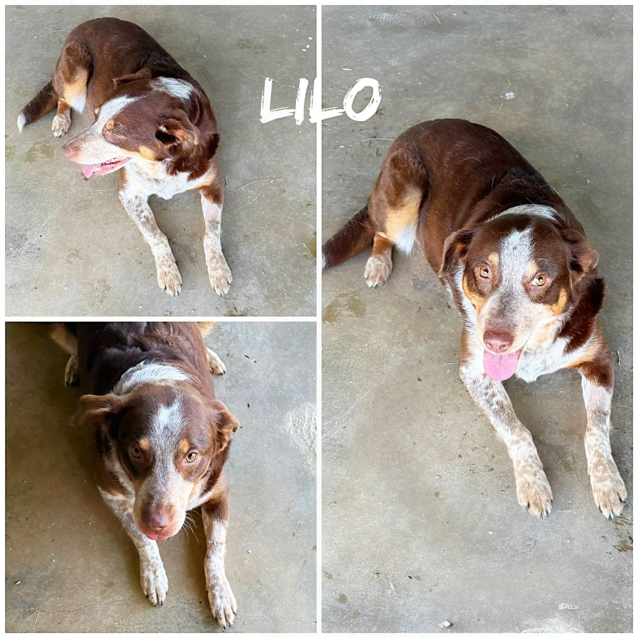 Lilo, ADOPTABLE, Adult Female Australian Shepherd.
