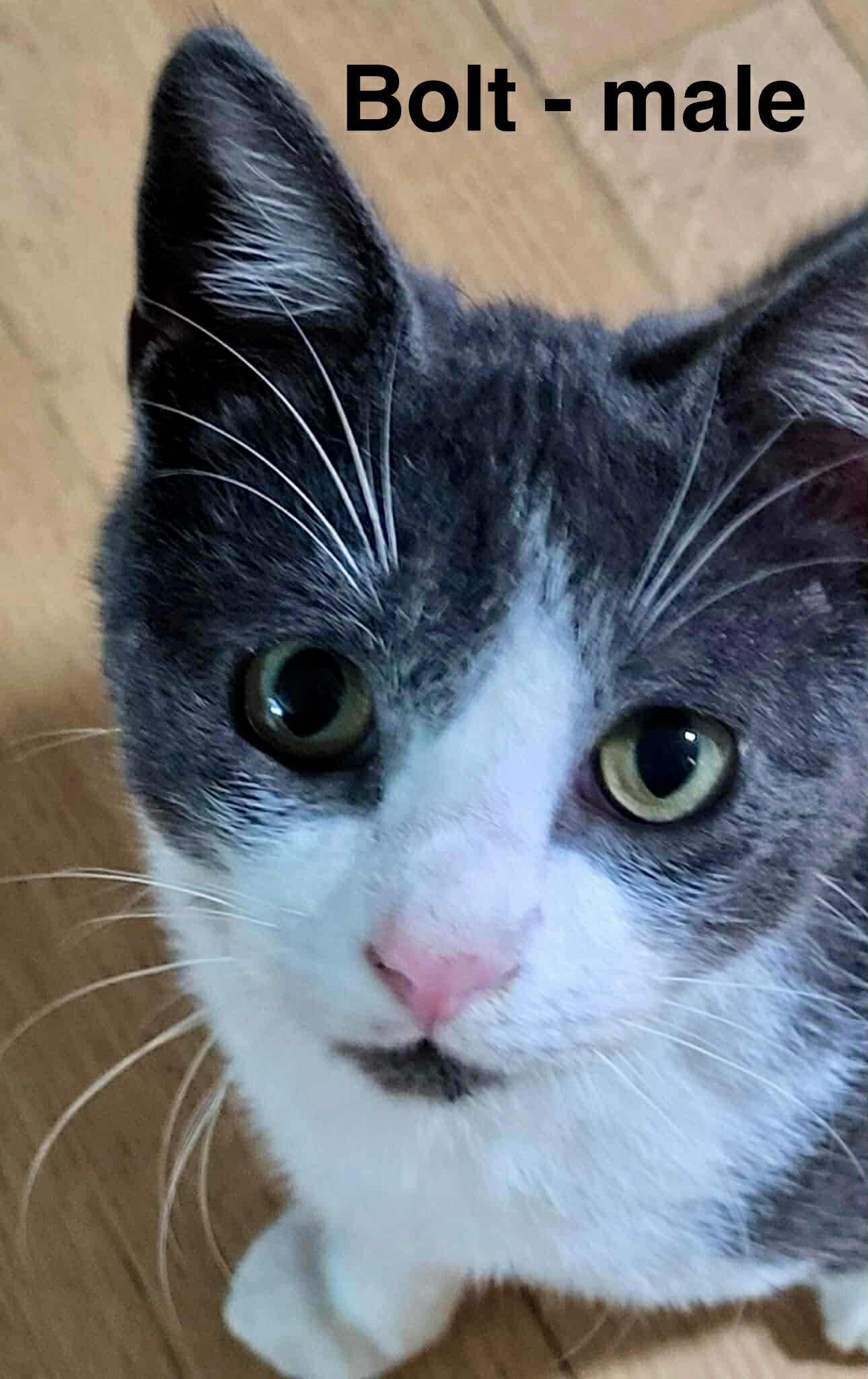 Bolt, a Adoptable Domestic Short Hair in New Baltimore, MI image 2/2