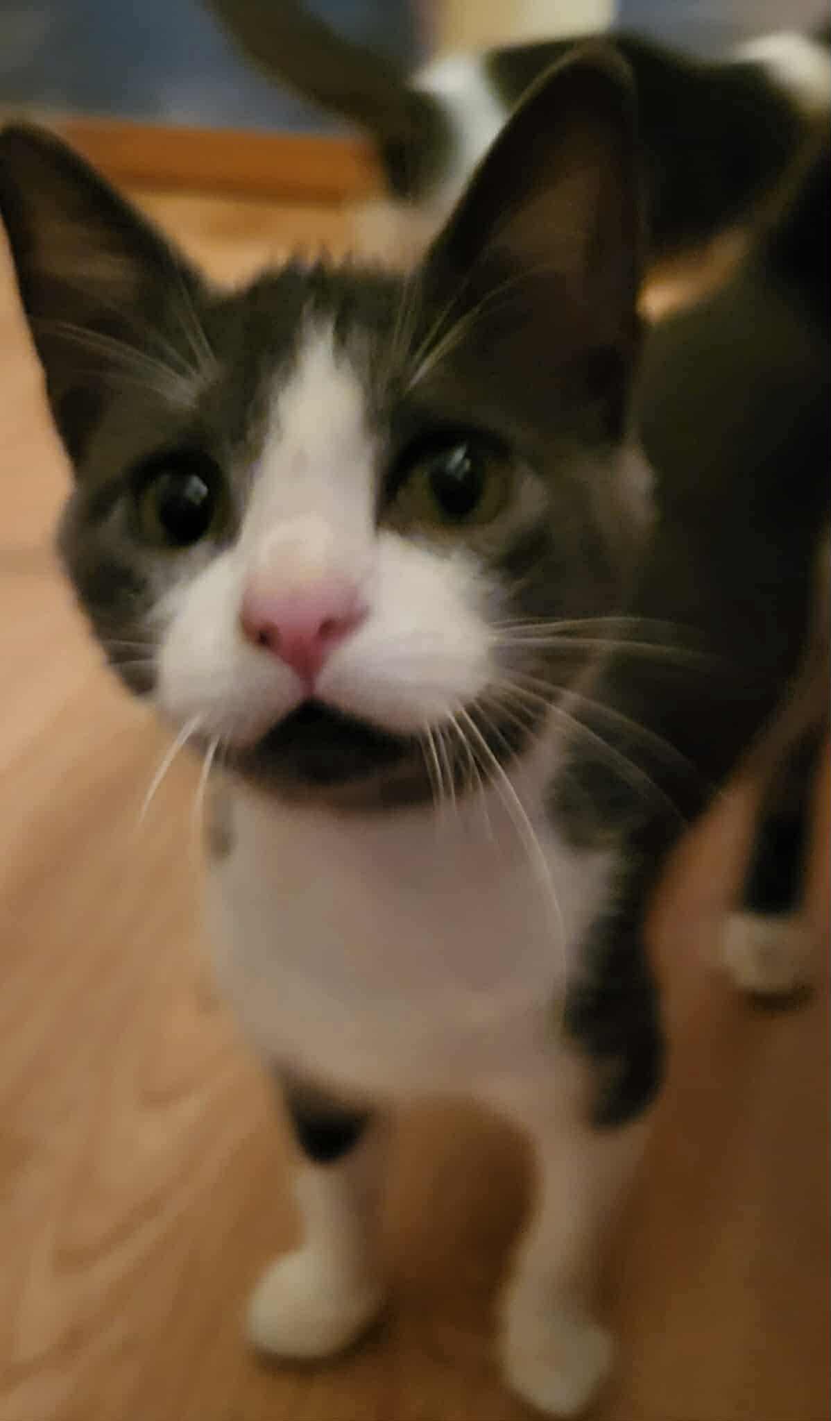 Bolt, a Adoptable Domestic Short Hair in New Baltimore, MI image 1/2