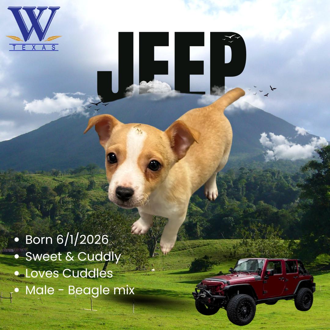 Jeep, adopted, Puppy Male Beagle & Australian Cattle Dog / Blue Heeler.