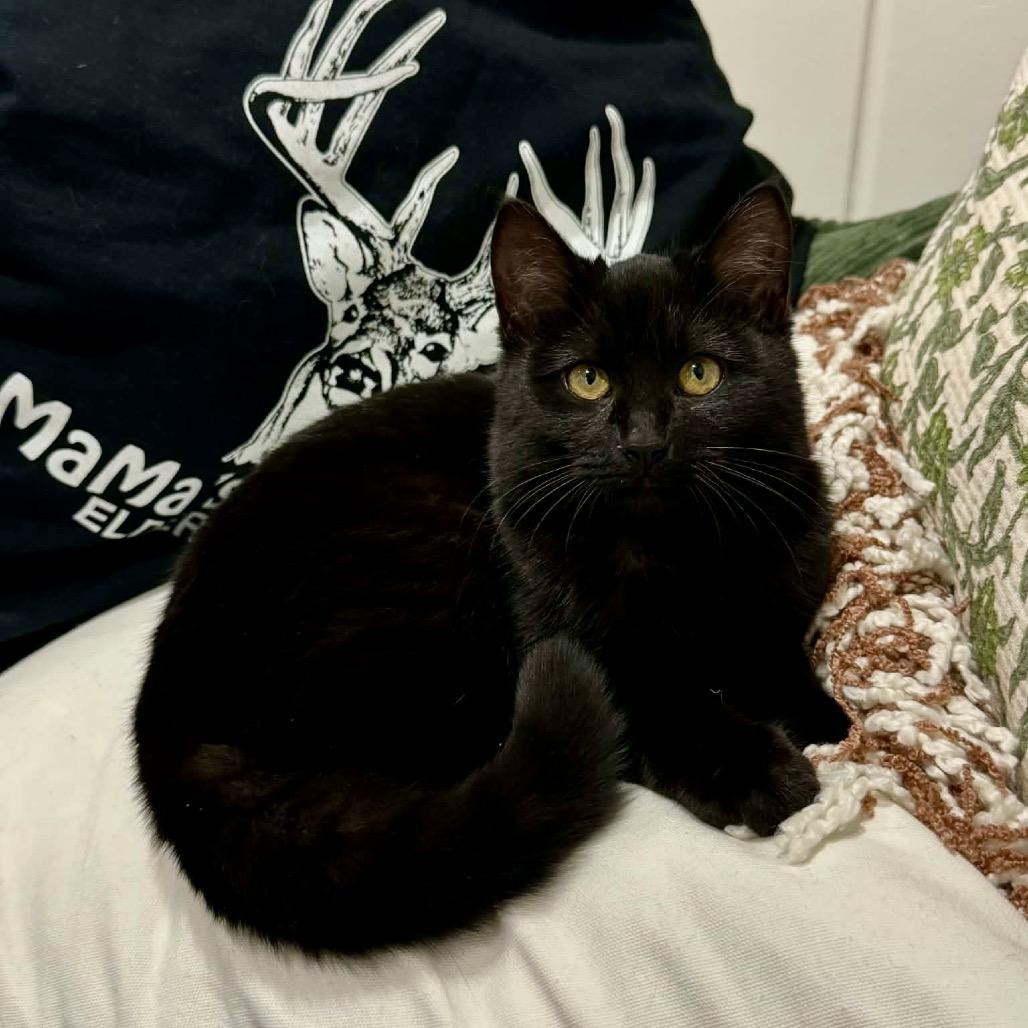 Enlarge Bug, a Adoptable Domestic Short Hair in Fairfax, VA image 1/5