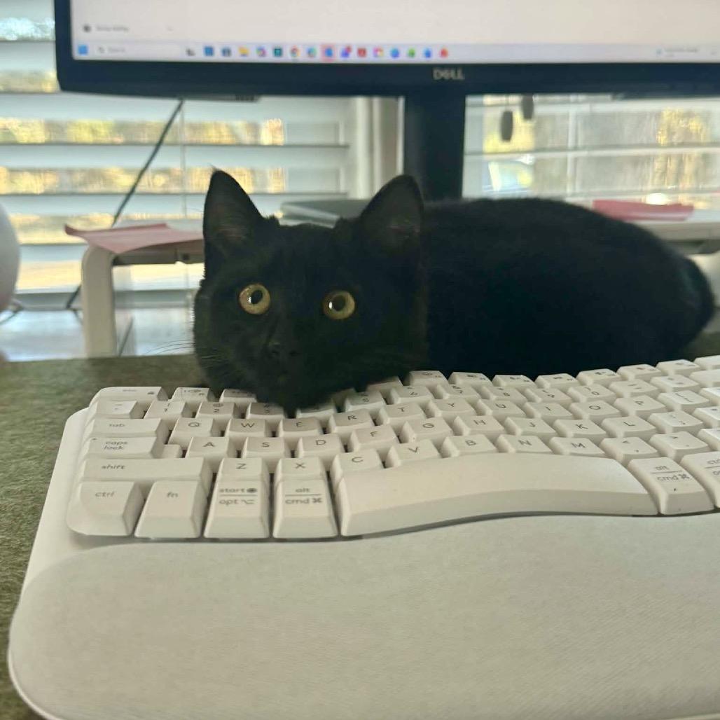 Enlarge Bug, a Adoptable Domestic Short Hair in Fairfax, VA image 2/5