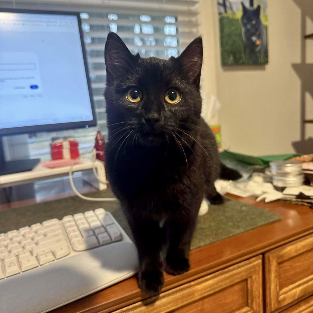 Enlarge Bug, a Adoptable Domestic Short Hair in Fairfax, VA image 4/5