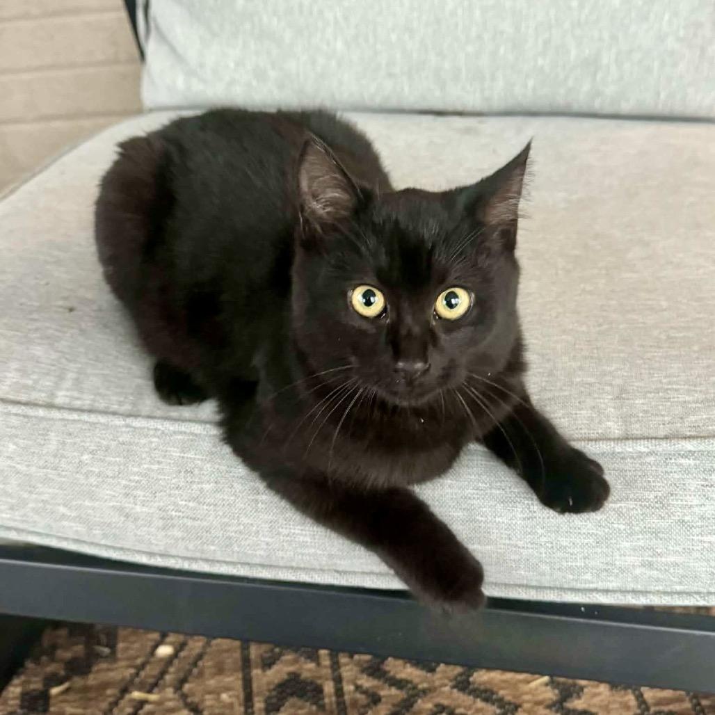 Enlarge Bug, a Adoptable Domestic Short Hair in Fairfax, VA image 5/5