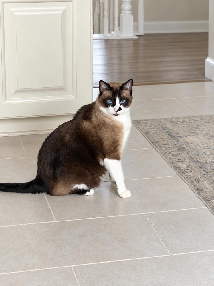 Enlarge Larry, a Adoptable mixed breed in Homer Glen, IL image 2/6
