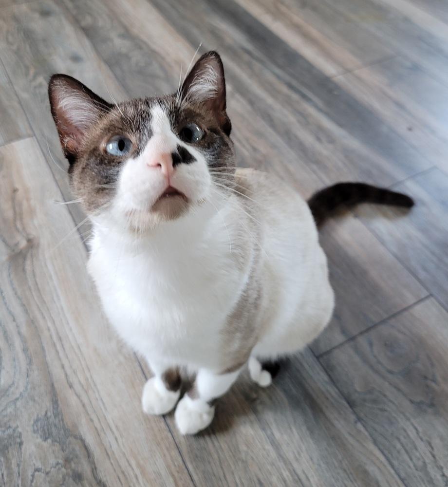 Enlarge Larry, a Adoptable mixed breed in Homer Glen, IL image 4/6