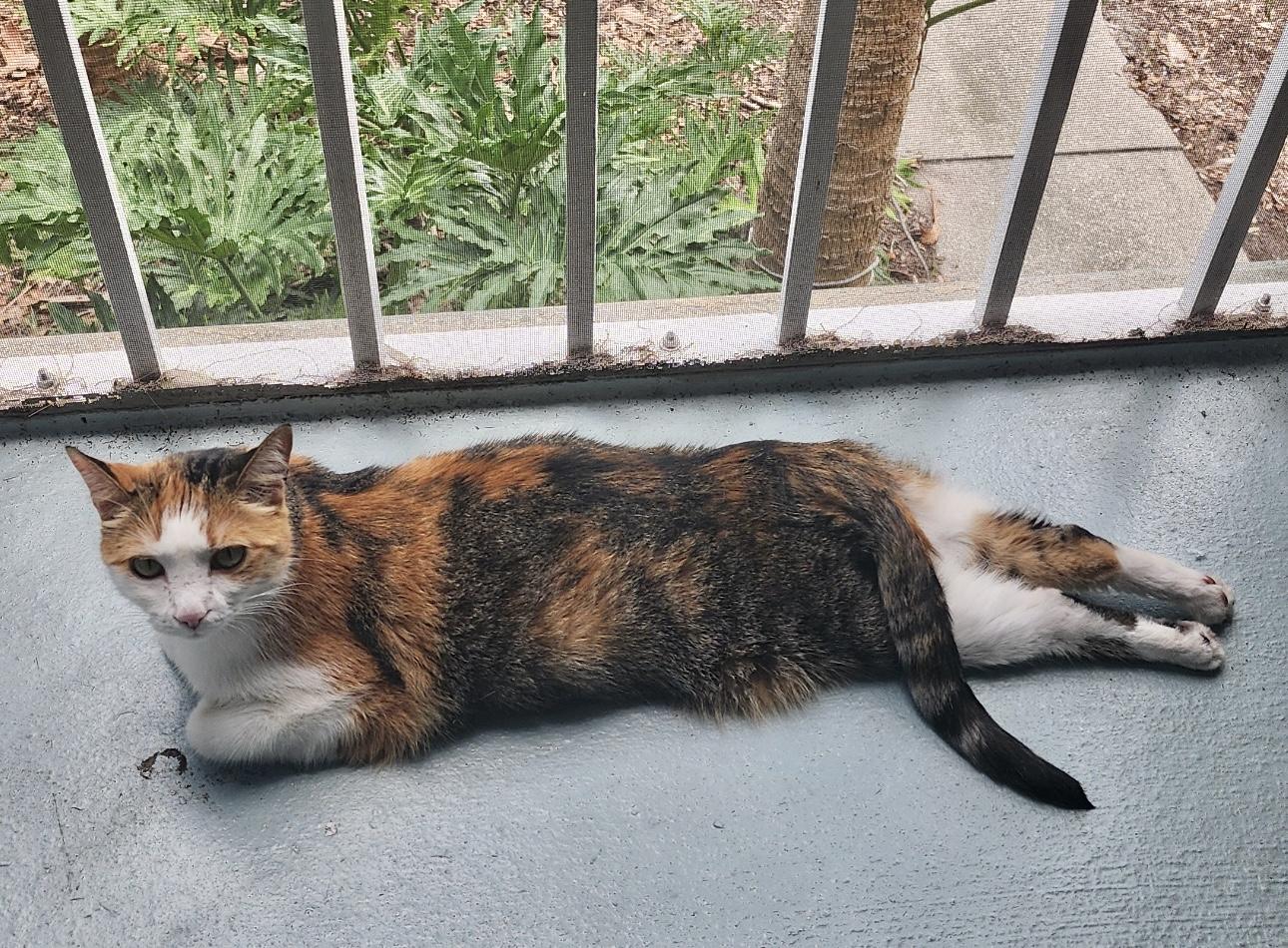 Ms. kitty *VIDEO* talkative and loving