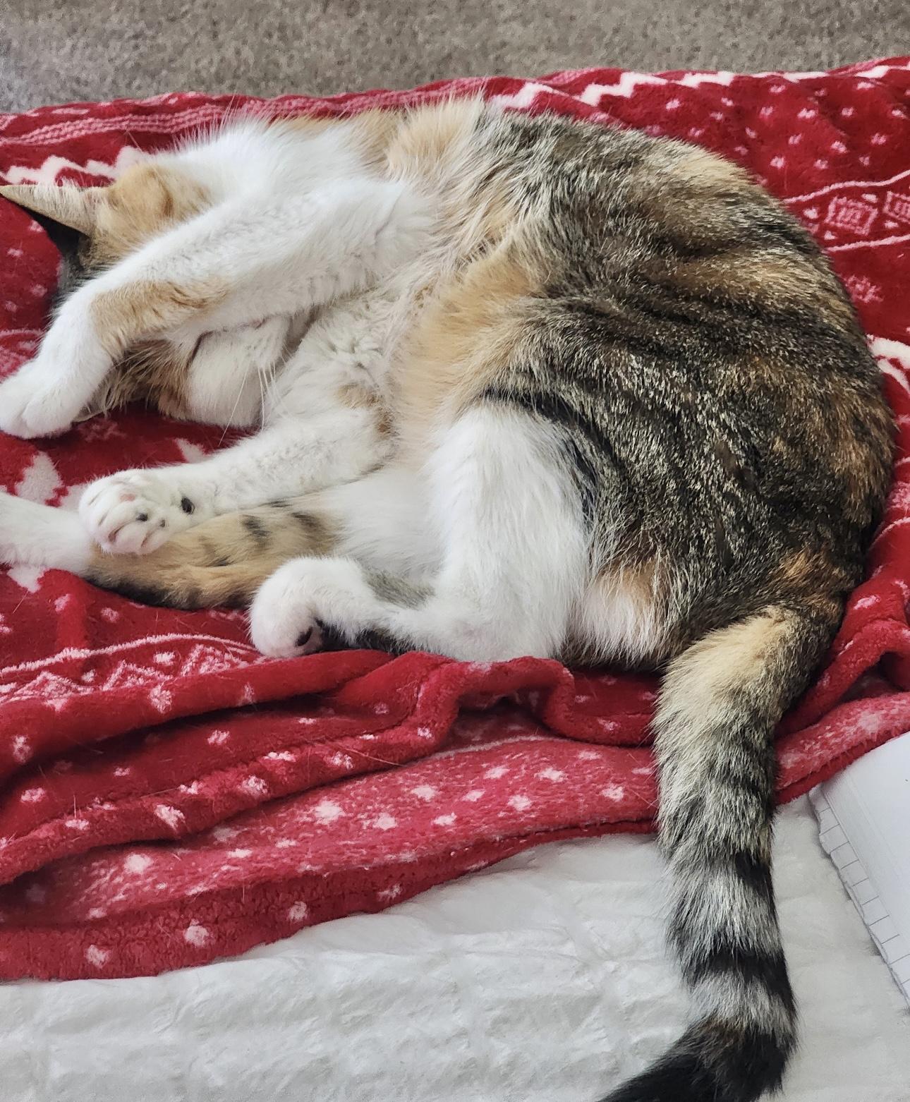 Ms. kitty *VIDEO* talkative and loving