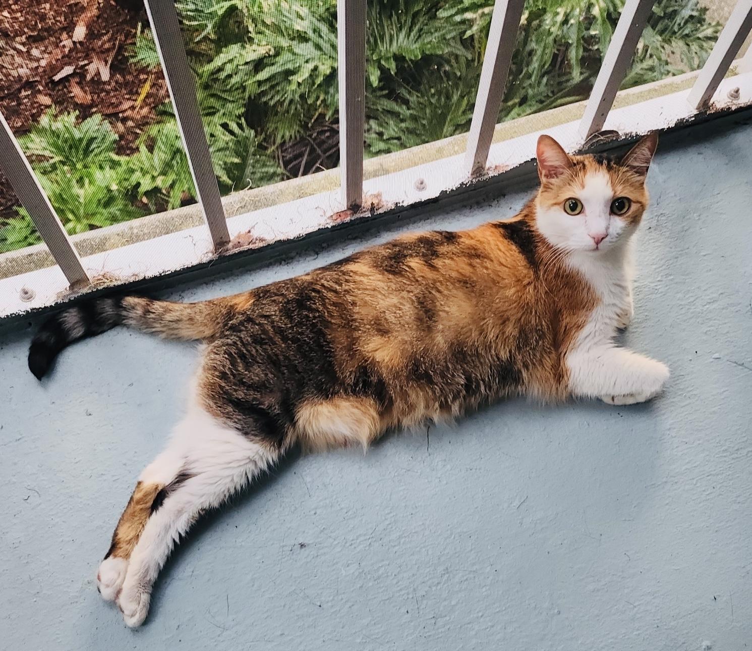 Ms. kitty *VIDEO* talkative and loving