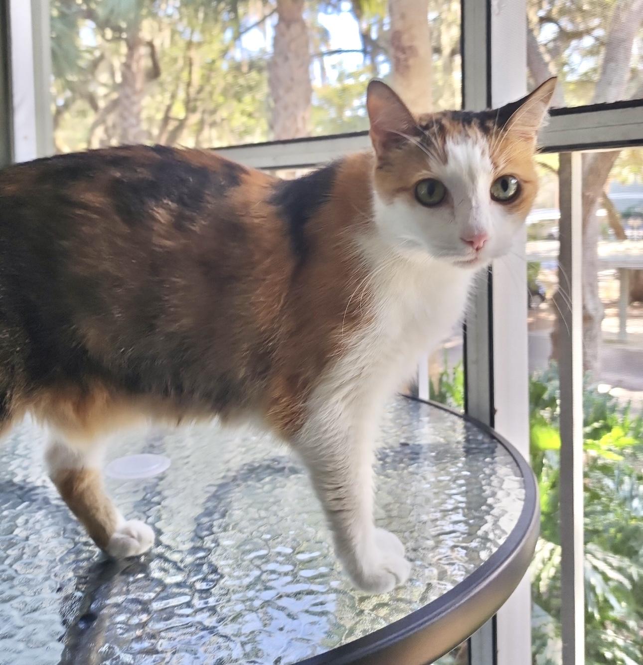 Ms. kitty *VIDEO* talkative and loving