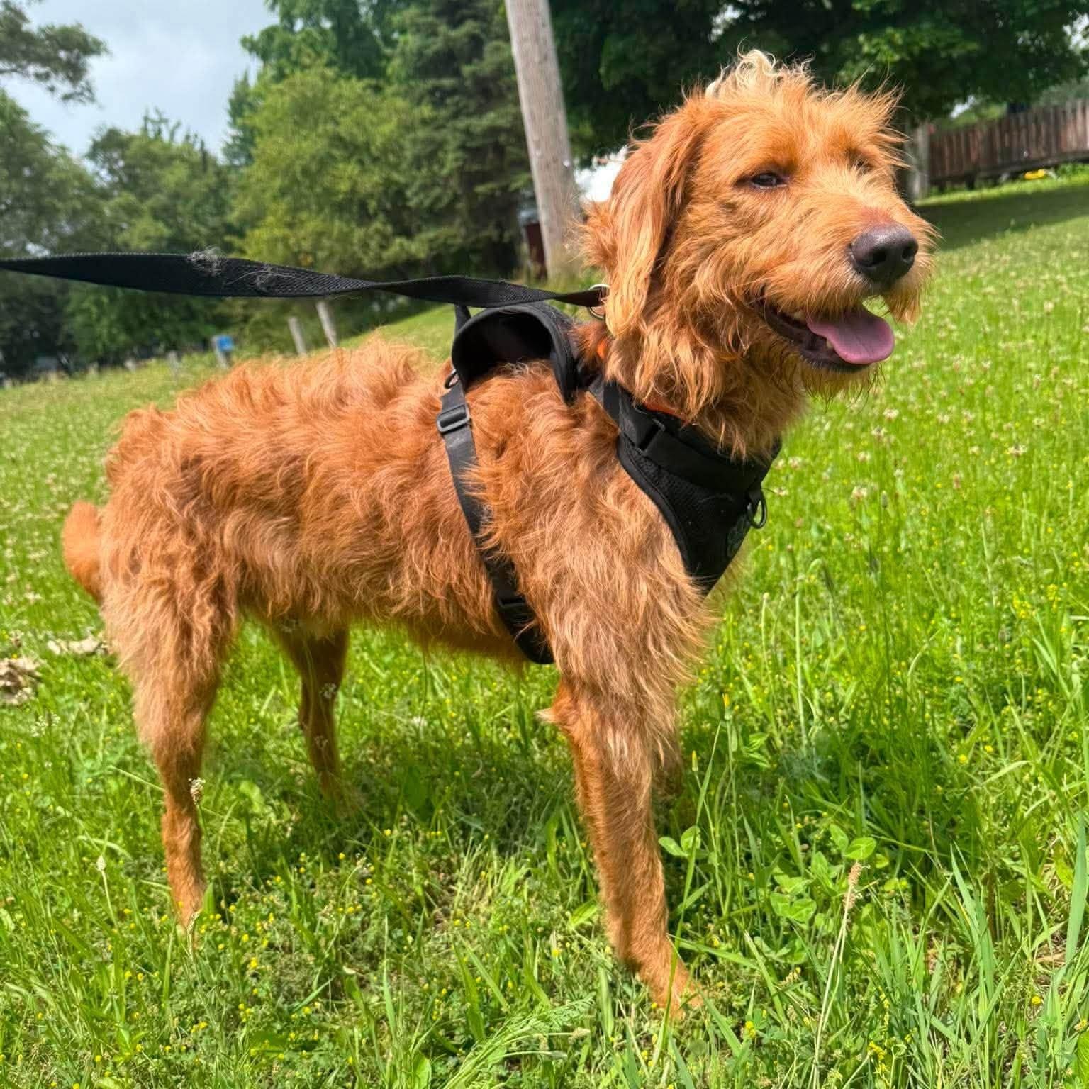 Enlarge Otis, an adopted mixed breed in Alma, MI image 2/2