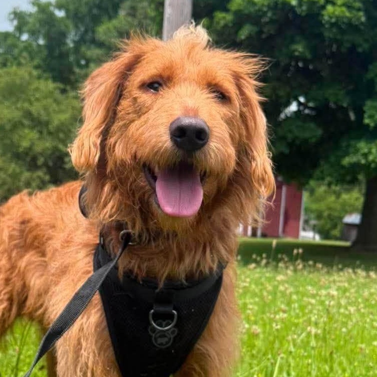 Otis, adopted, Young Male Labradoodle.