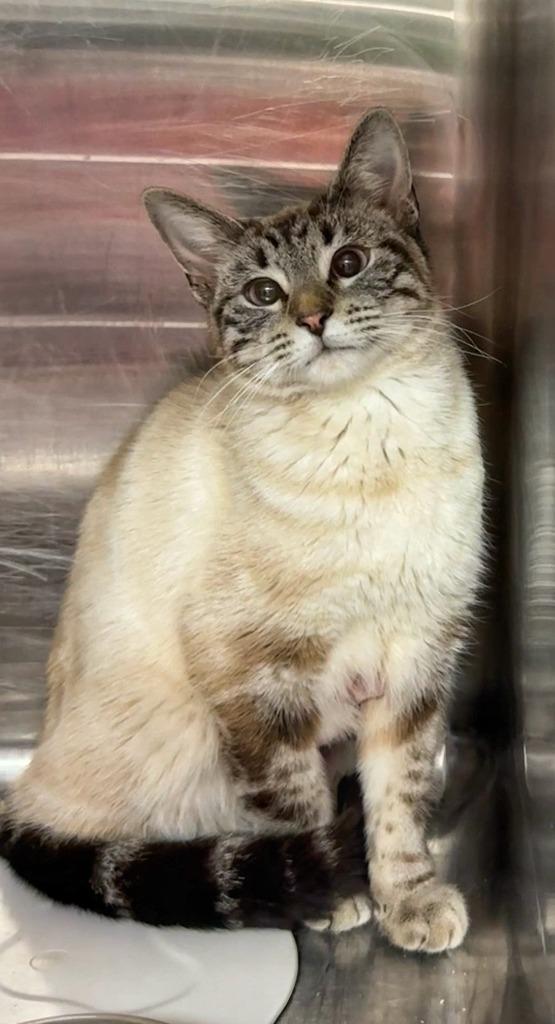 Dove, Adoptable, Young Female Domestic Short Hair.