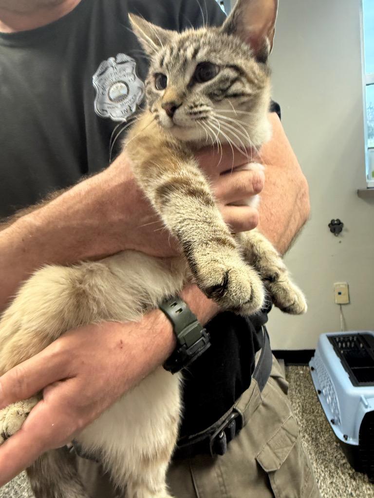 Enlarge Dove, a Adoptable mixed breed in Columbia, TN image 2/2