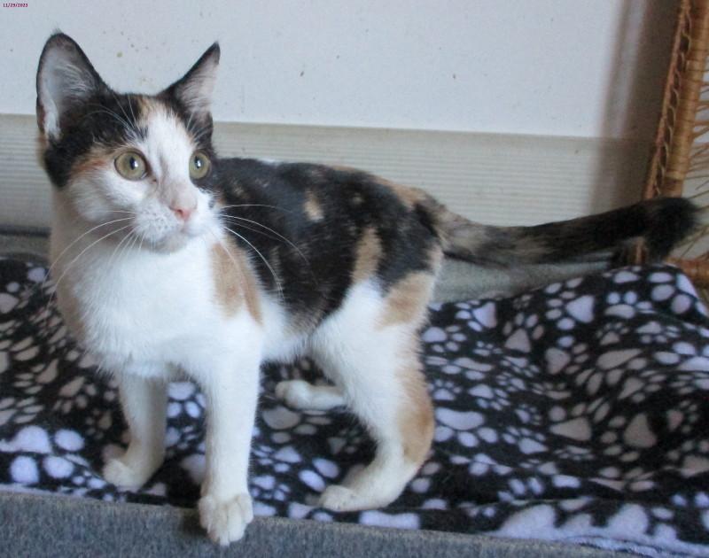 Utopia, Adult Female unknown