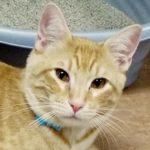 Chip, a Adoptable Tabby in Green Valley, AZ image 1/10