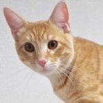 Chip, a Adoptable Tabby in Green Valley, AZ image 2/10