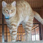 Chip, a Adoptable Tabby in Green Valley, AZ image 3/10