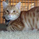 Chip, a Adoptable Tabby in Green Valley, AZ image 4/10