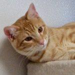 Chip, a Adoptable Tabby in Green Valley, AZ image 5/10