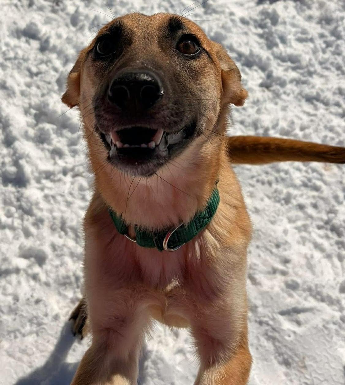 Rae, a ADOPTABLE mixed breed in Washburn, WI image 2/3