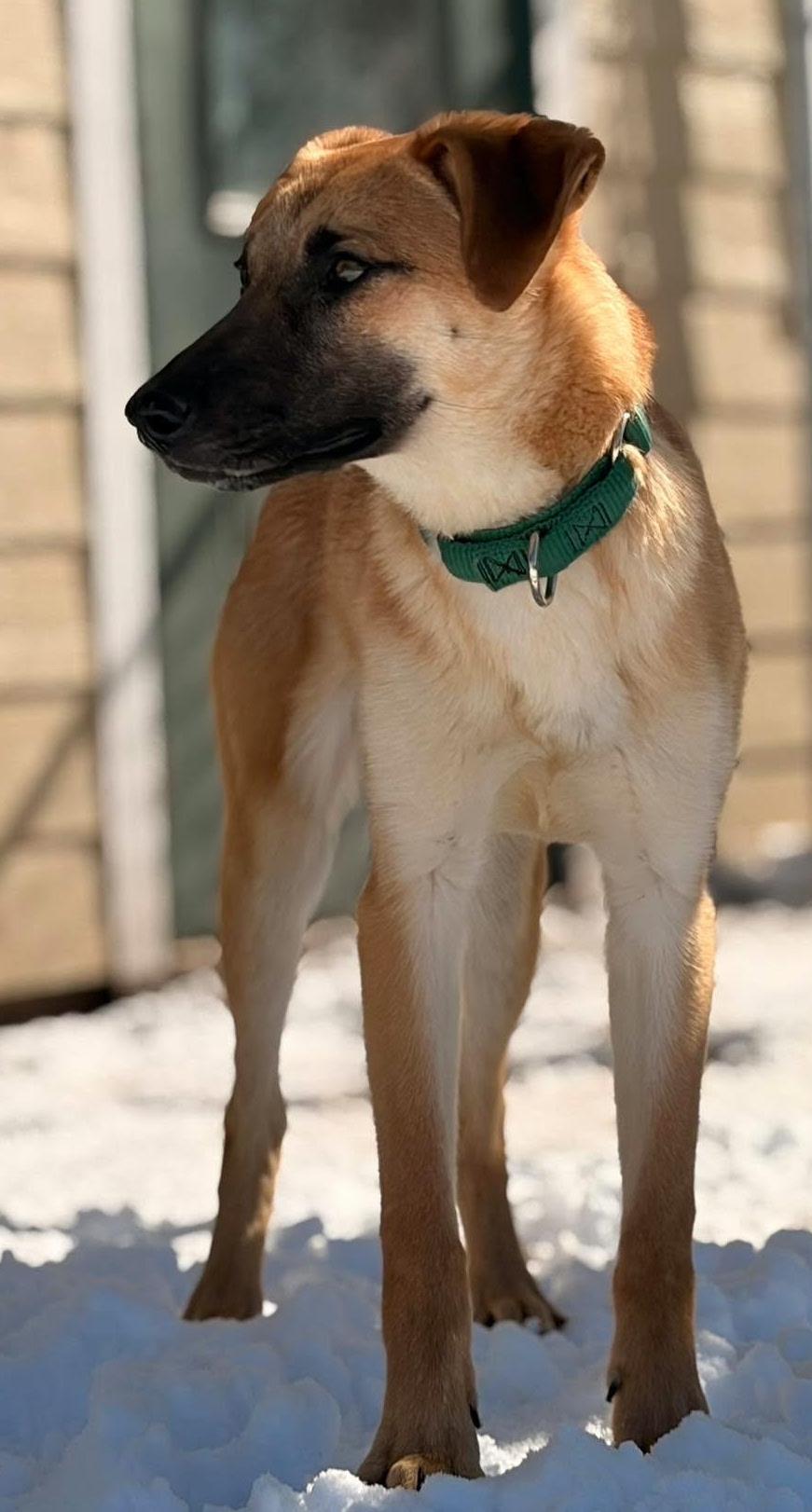 Rae, a ADOPTABLE mixed breed in Washburn, WI image 3/3