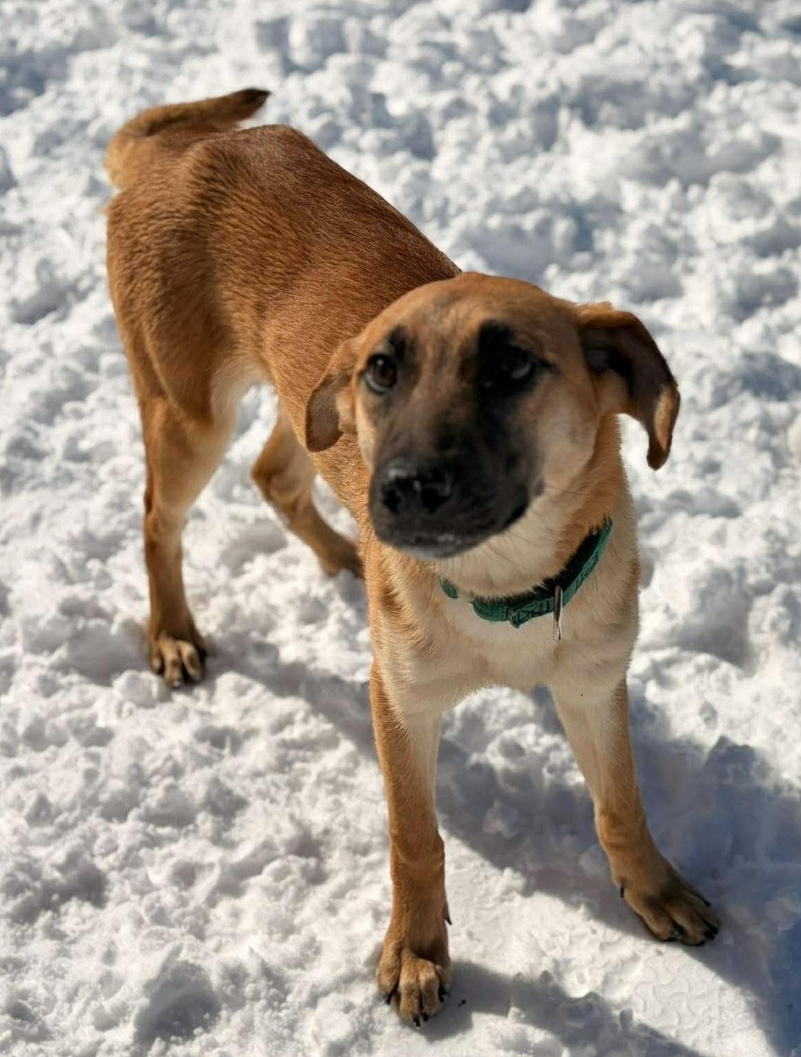 Rae, a ADOPTABLE mixed breed in Washburn, WI image 1/3