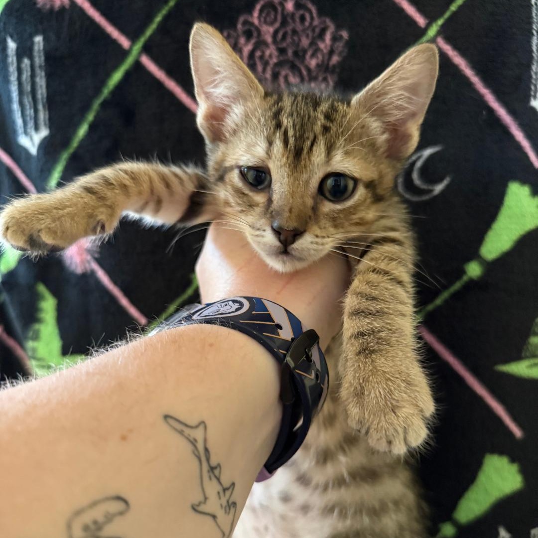 Enlarge Brrr (adoptable 1/30), a Adoptable Domestic Short Hair in Kissimmee, FL image 1/1