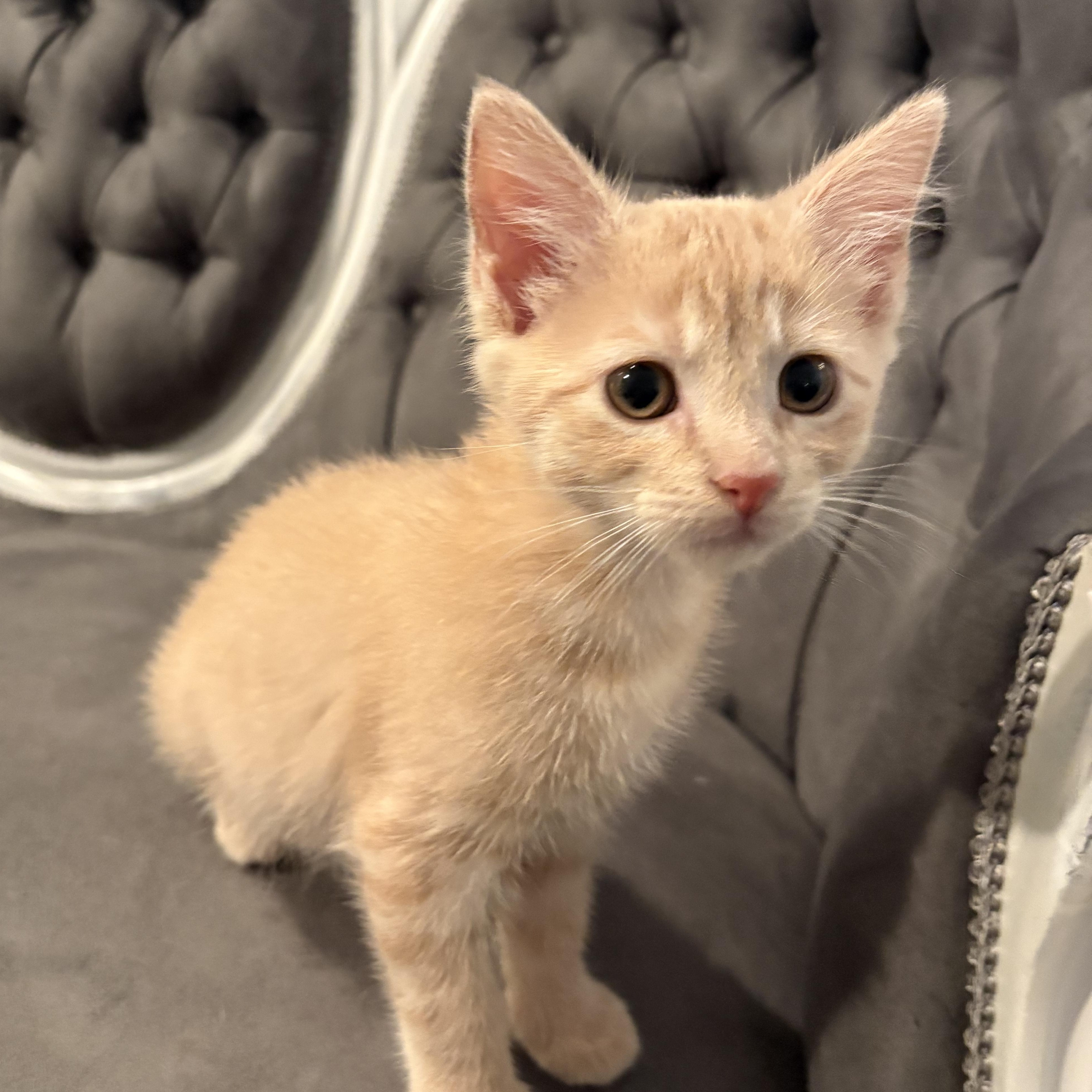 Cherrio, a ADOPTABLE Tabby in Hickory, NC image 3/5