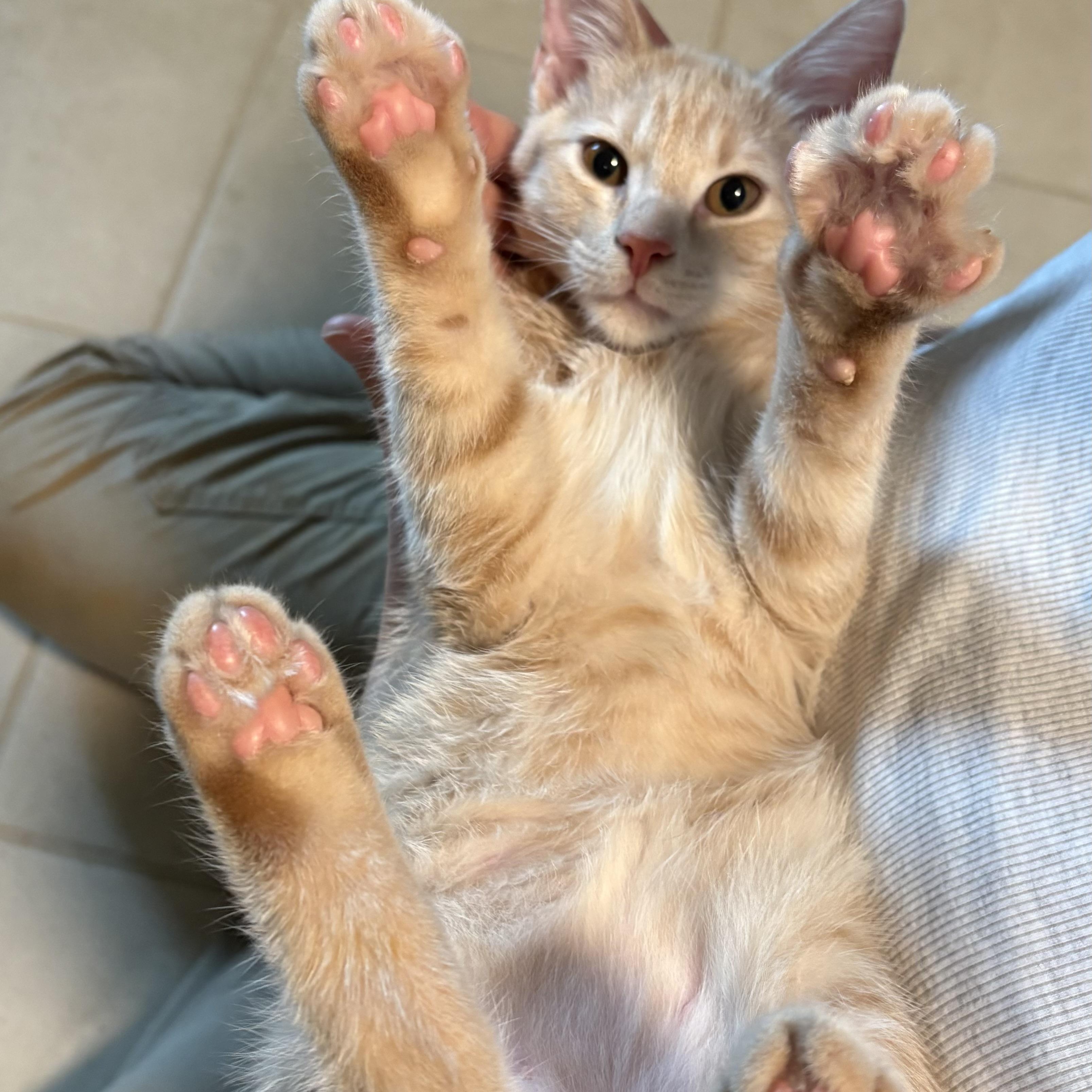 Cherrio, a ADOPTABLE Tabby in Hickory, NC image 2/5
