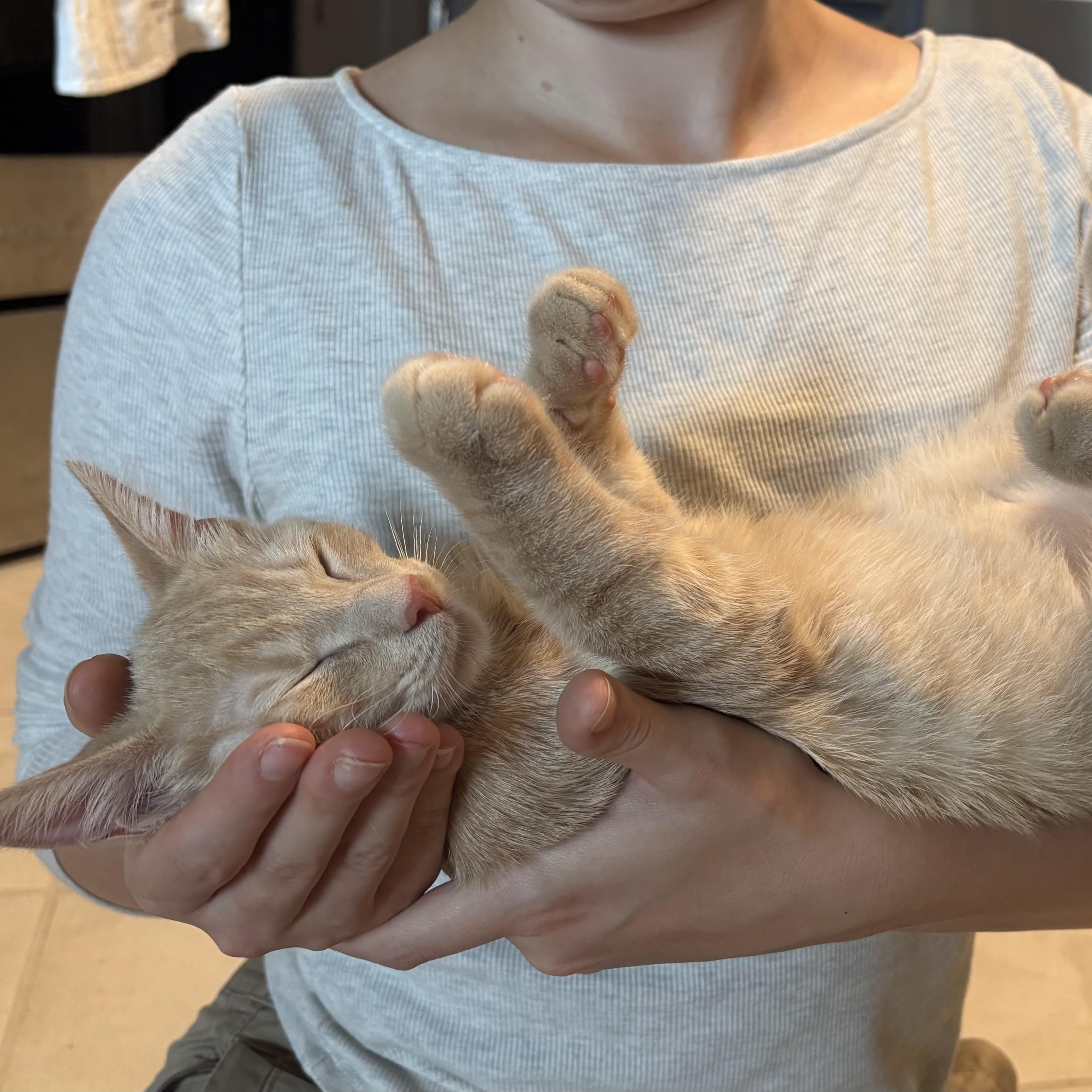 Cherrio, ADOPTABLE, Kitten Male Tabby.