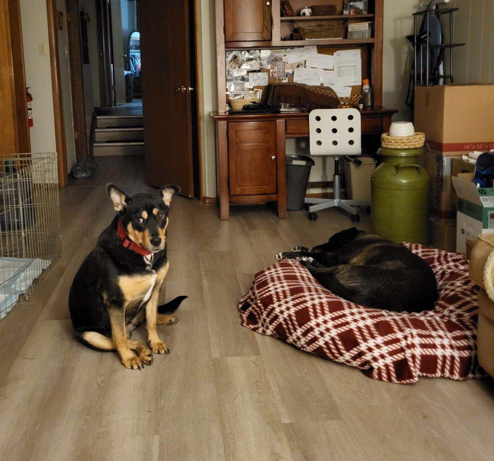 Johnny, a Adoptable mixed breed in Calgary, AB image 2/3