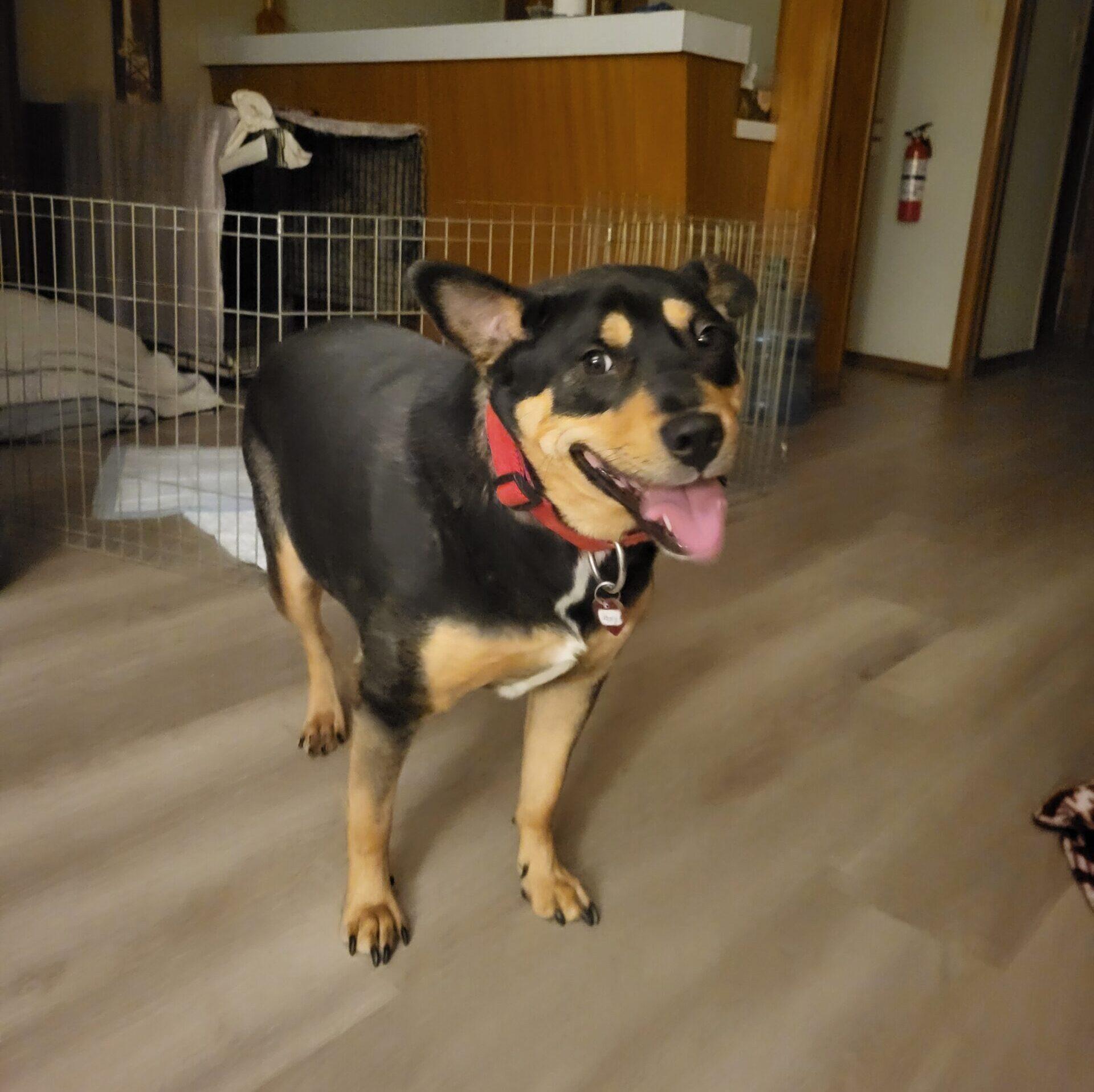 Johnny, a Adoptable mixed breed in Calgary, AB image 1/3