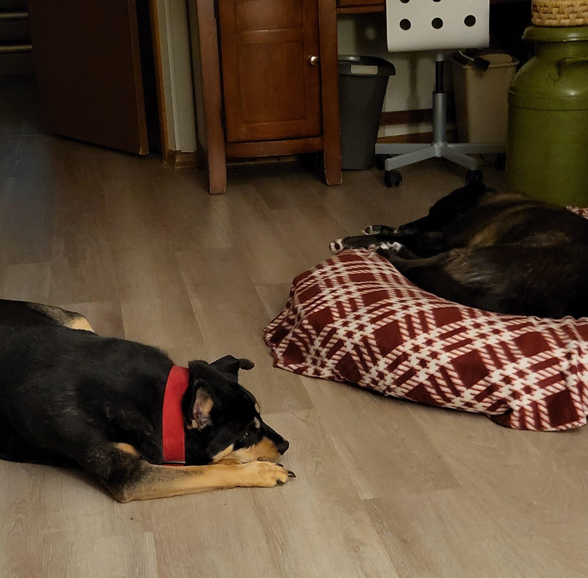 Johnny, a Adoptable mixed breed in Calgary, AB image 3/3