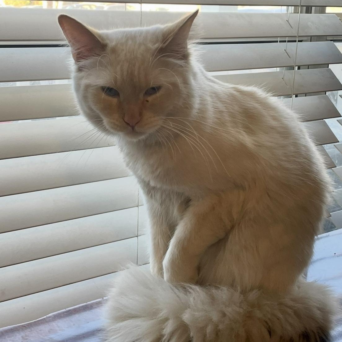 Enlarge Babalu, a ADOPTABLE Siamese in Memphis, TN image 6/6