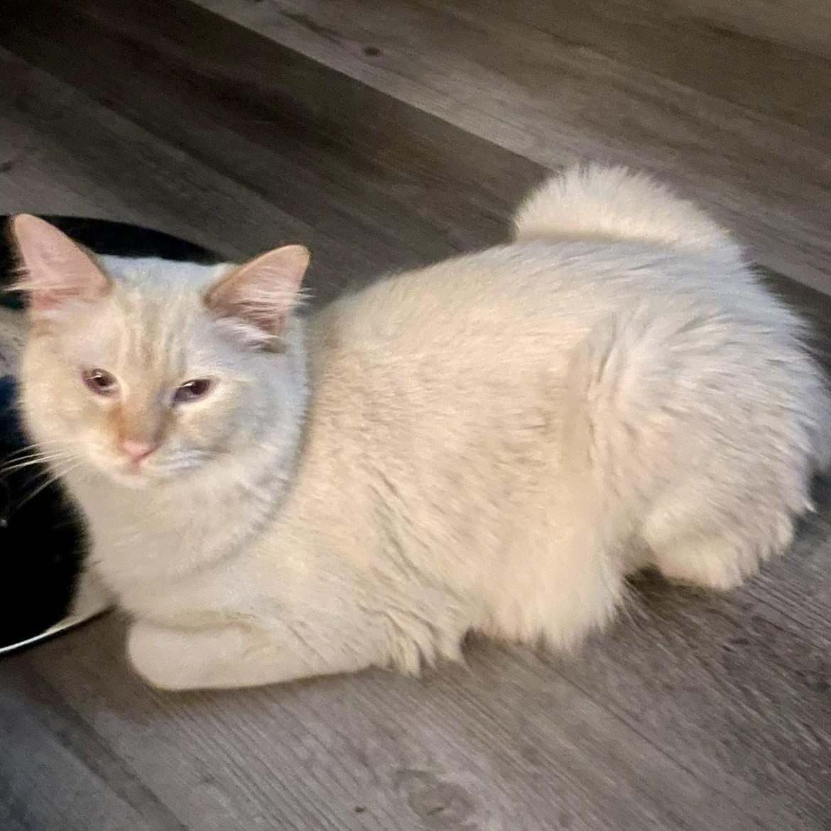 Enlarge Babalu, a ADOPTABLE Siamese in Memphis, TN image 5/6