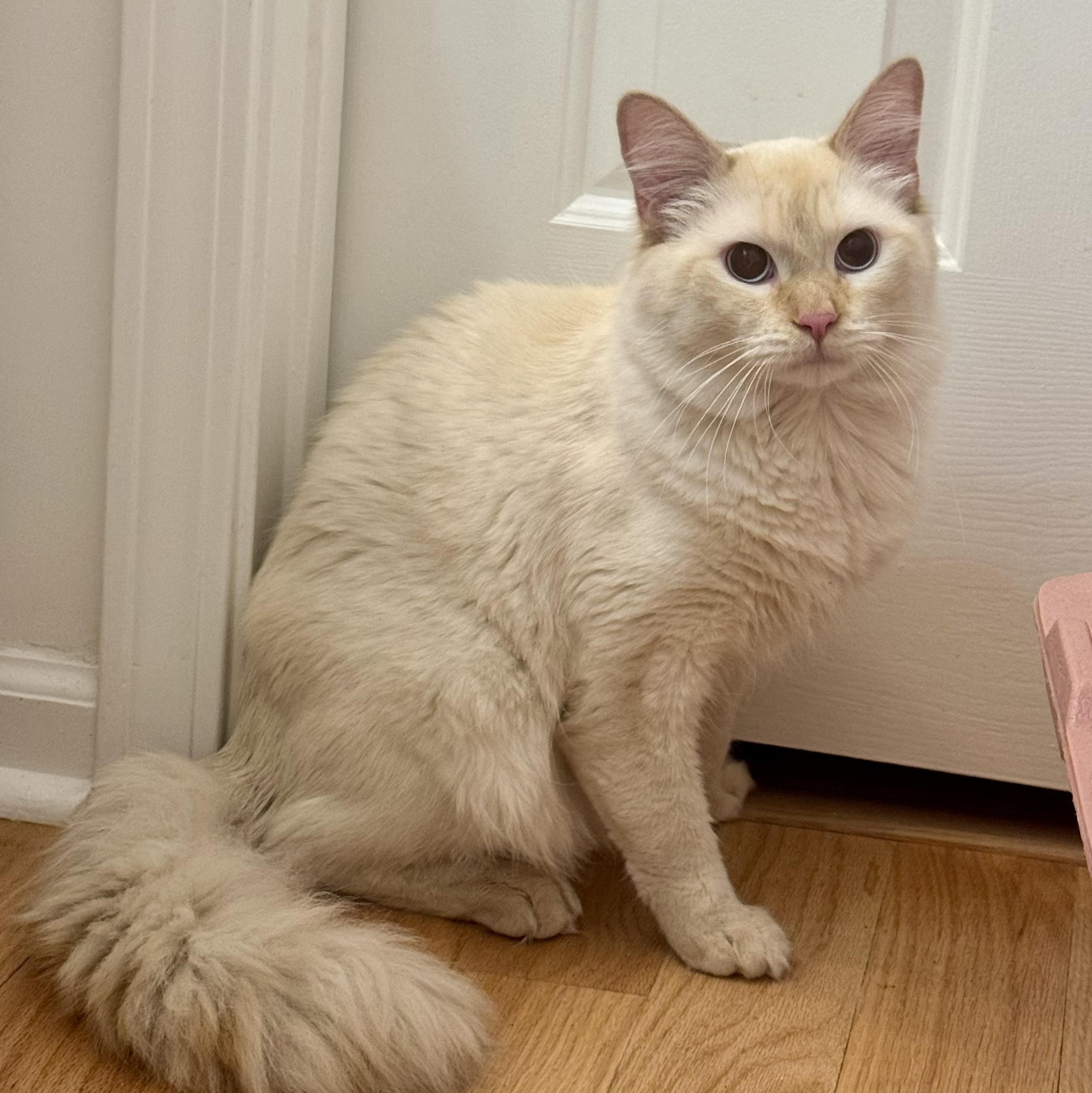 Enlarge Babalu, a ADOPTABLE Siamese in Memphis, TN image 1/6