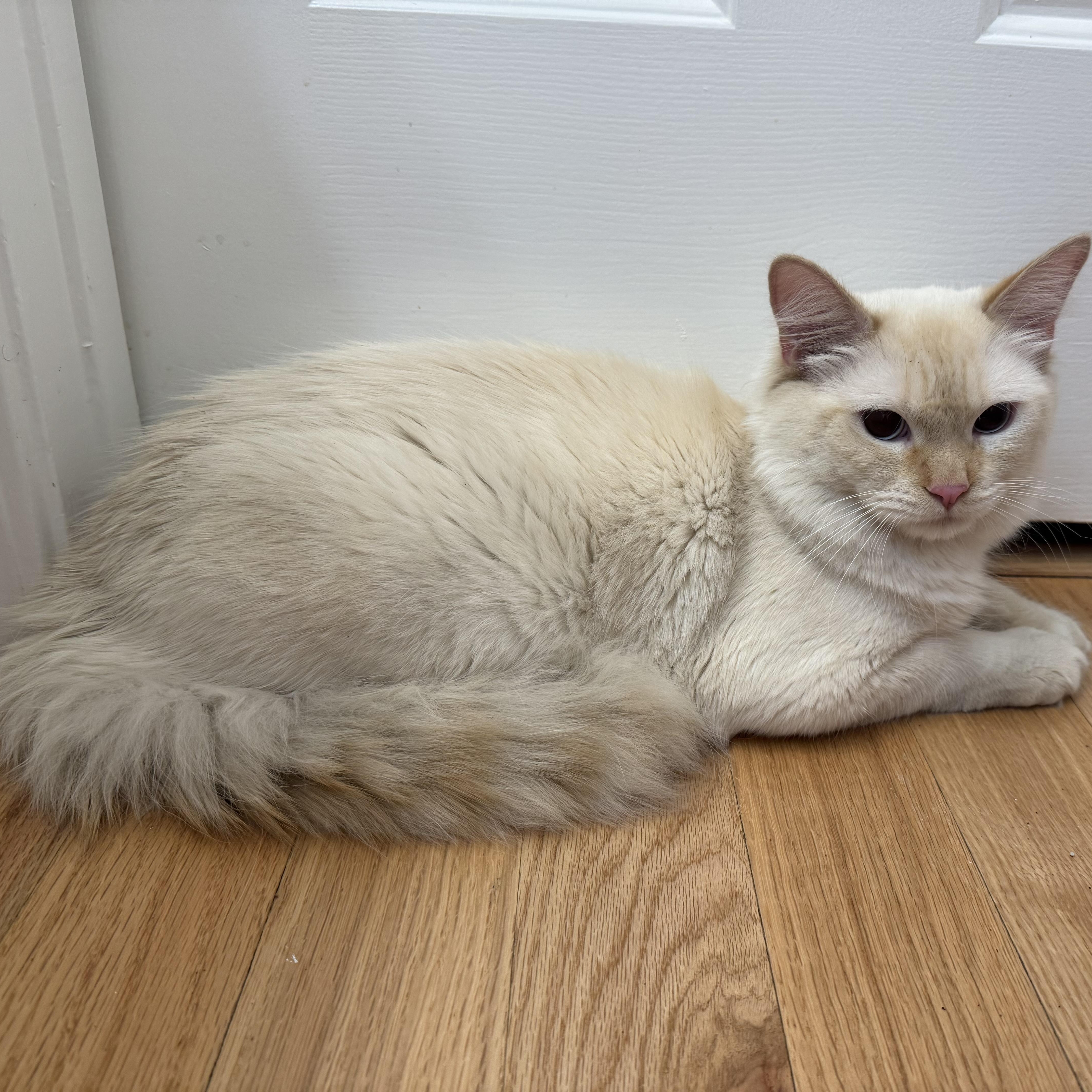 Enlarge Babalu, a ADOPTABLE Siamese in Memphis, TN image 4/6