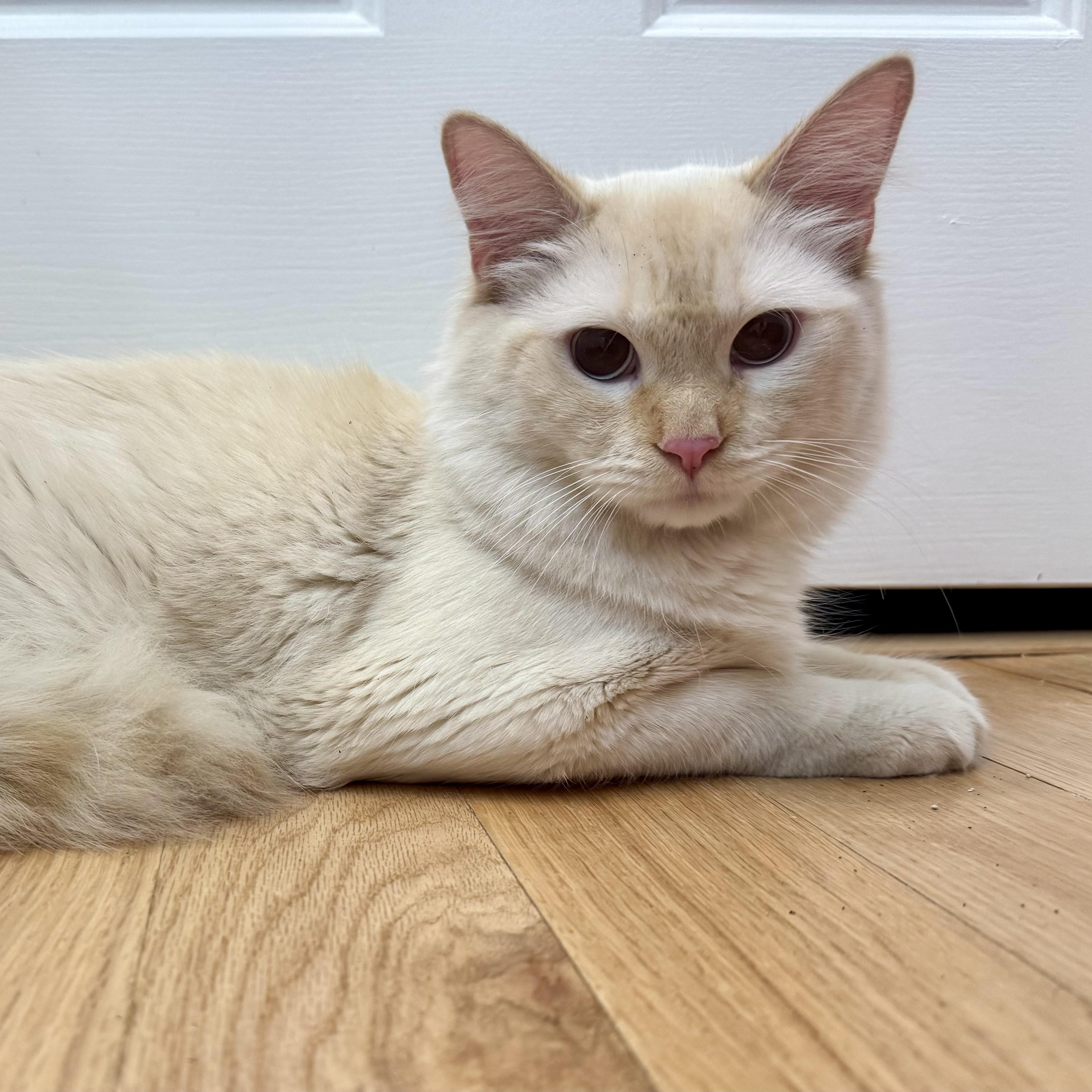 Enlarge Babalu, a ADOPTABLE Siamese in Memphis, TN image 3/6