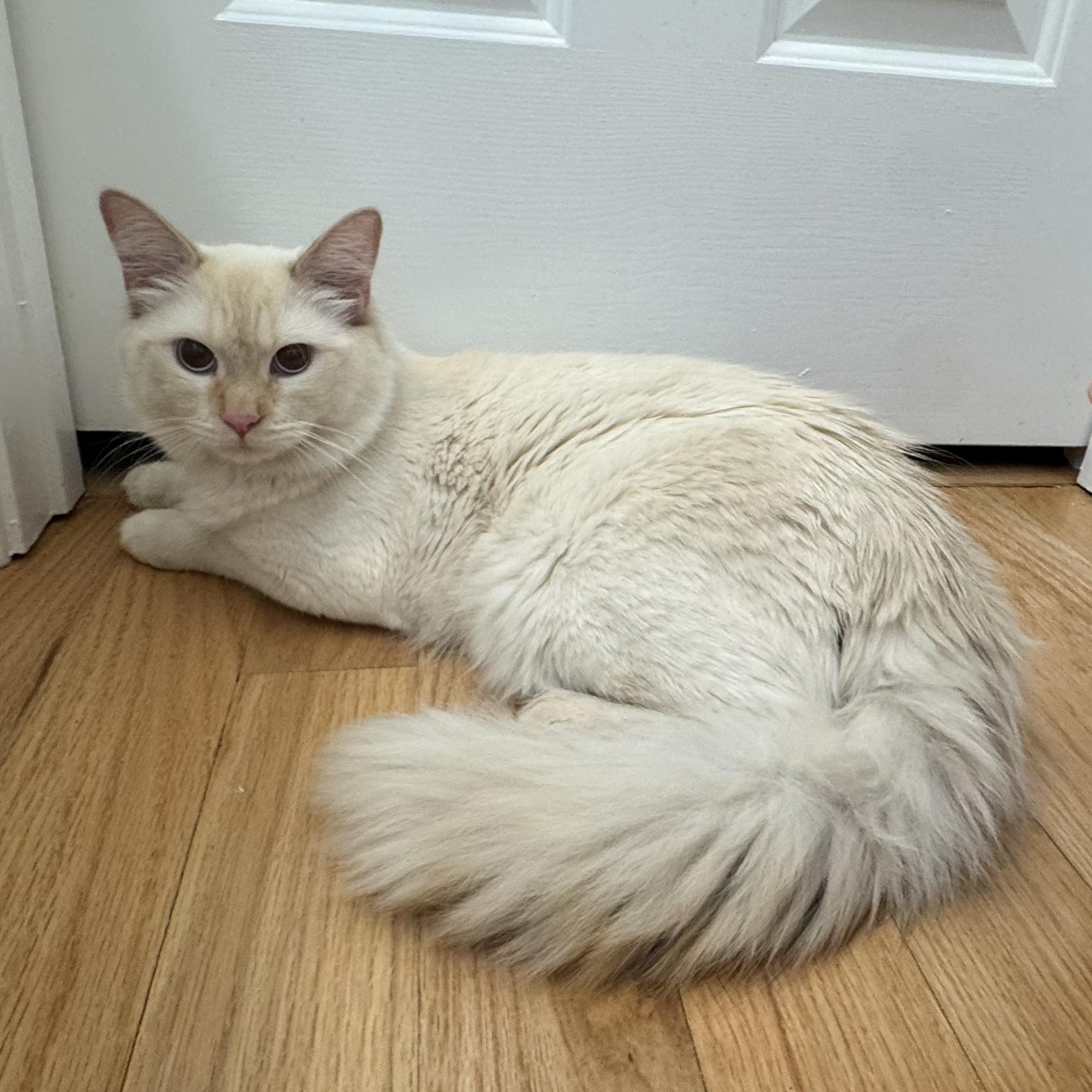 Enlarge Babalu, a ADOPTABLE Siamese in Memphis, TN image 2/6