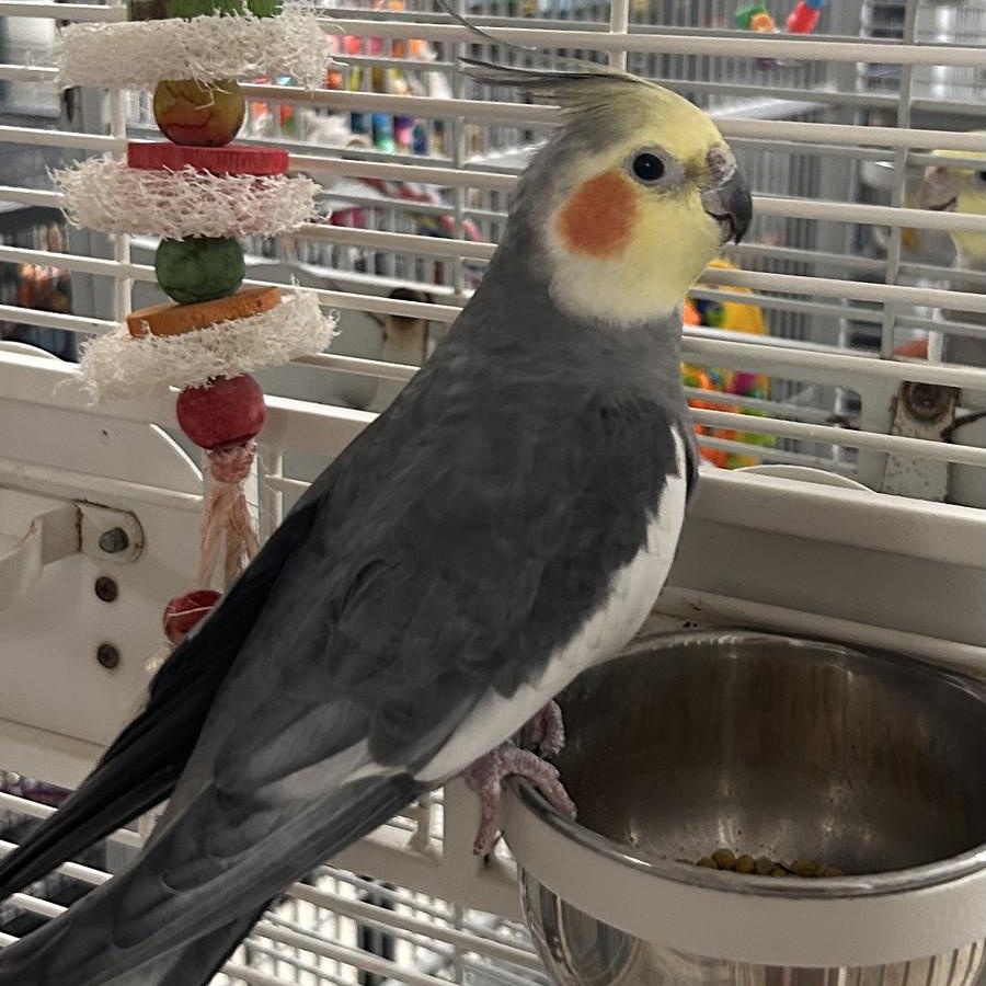 Enlarge Astro + Willy, a Adoptable Cockatiel in Cape Elizabeth, ME image 6/6