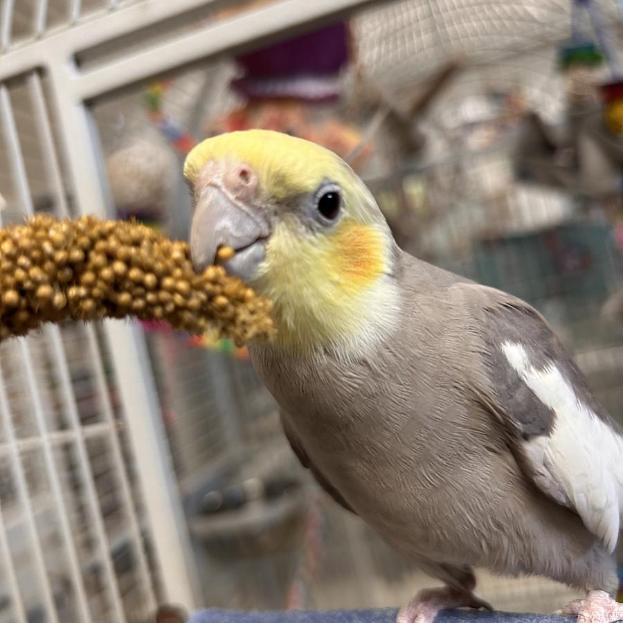 Enlarge Astro + Willy, a Adoptable Cockatiel in Cape Elizabeth, ME image 4/6
