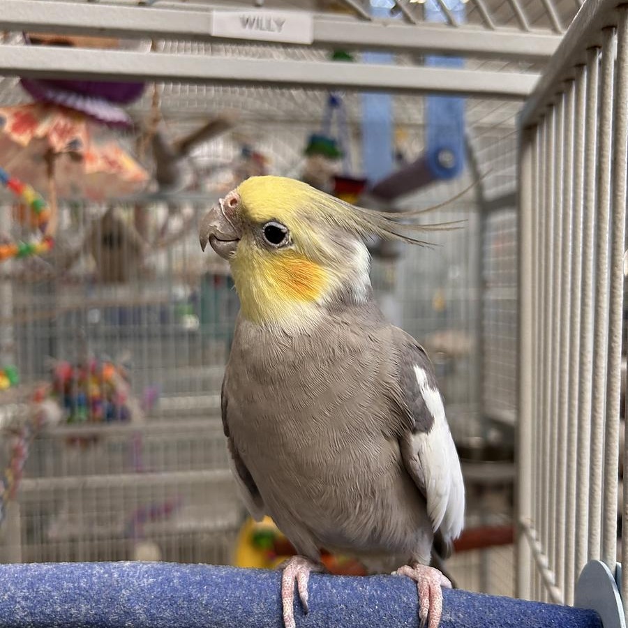 Enlarge Astro + Willy, a Adoptable Cockatiel in Cape Elizabeth, ME image 3/6