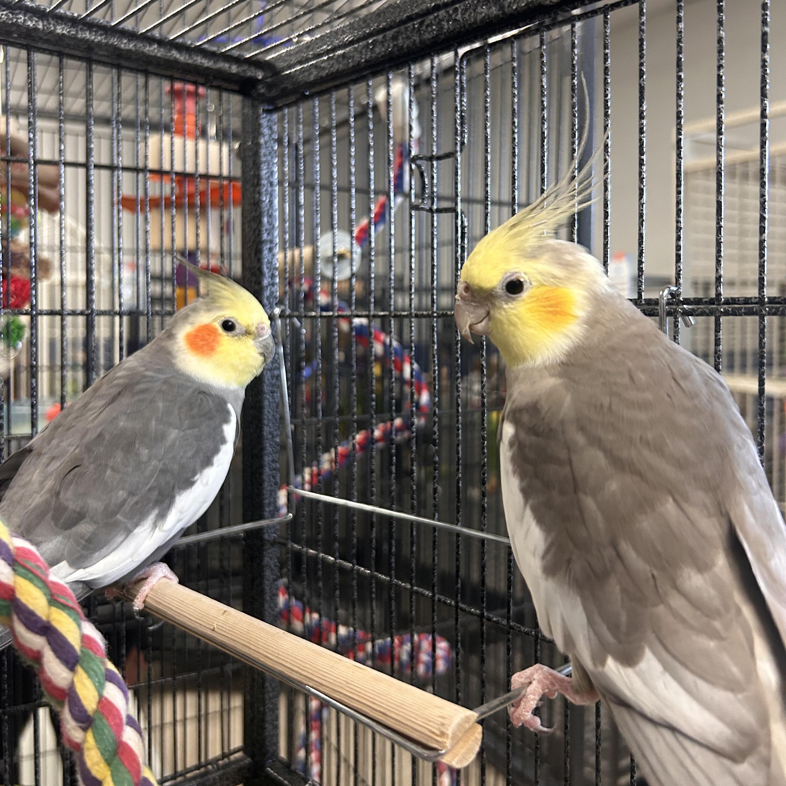 Astro + Willy, Adoptable, Adult Unknown Cockatiel.